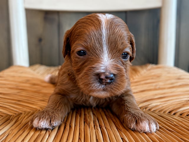 A picture of a Finn, a gorgeous Petite Cavapoos for sale