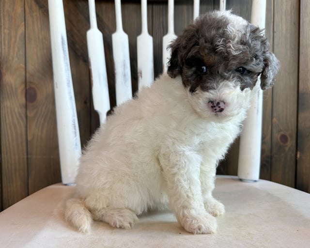 Compare and contrast Sheepadoodles with other doodle types on our breed comparison page