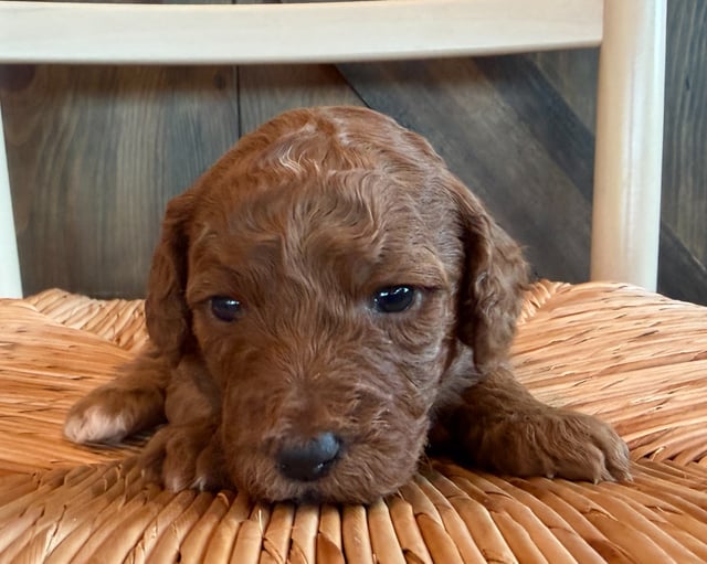 A picture of a Brynlee, a gorgeous Mini Goldendoodles for sale