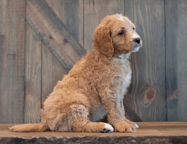 Tripp came from Sassy and Scout's litter of F1 Goldendoodles