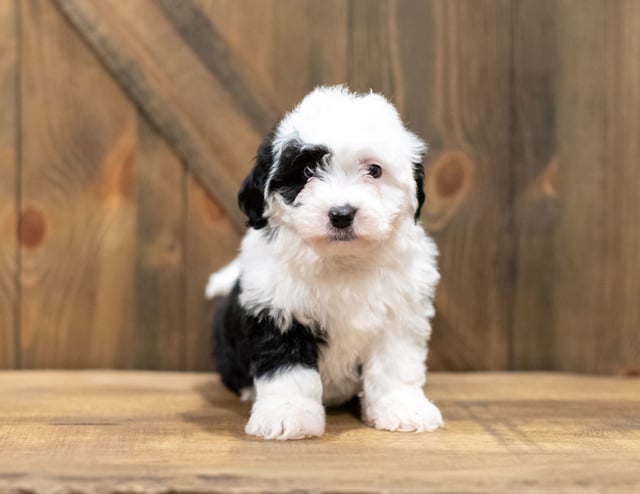 Oliva is an F1 Sheepadoodle for sale in Iowa.
