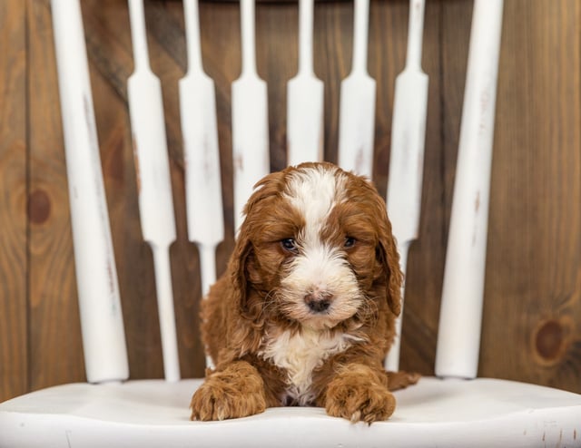 Fred came from Dallas and Fred's litter of F1B Goldendoodles