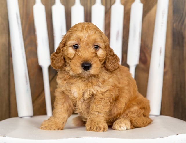 Gorgeous Mini Goldendoodles available for sale!