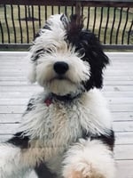 Micro Mini Sheepadoodle