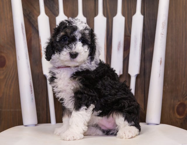 Claire is an F1B Sheepadoodle that should have  and is currently living in Wisconsin 
