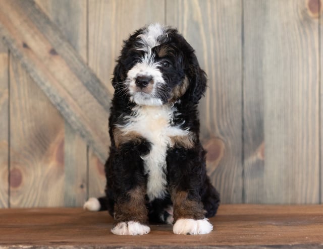 A picture of a Cody, one of our Mini Bernedoodles puppies that went to their home in Nebraska
