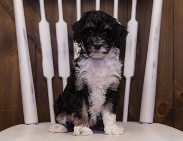 Iris is an F1B Sheepadoodle that should have  and is currently living in South Dakota