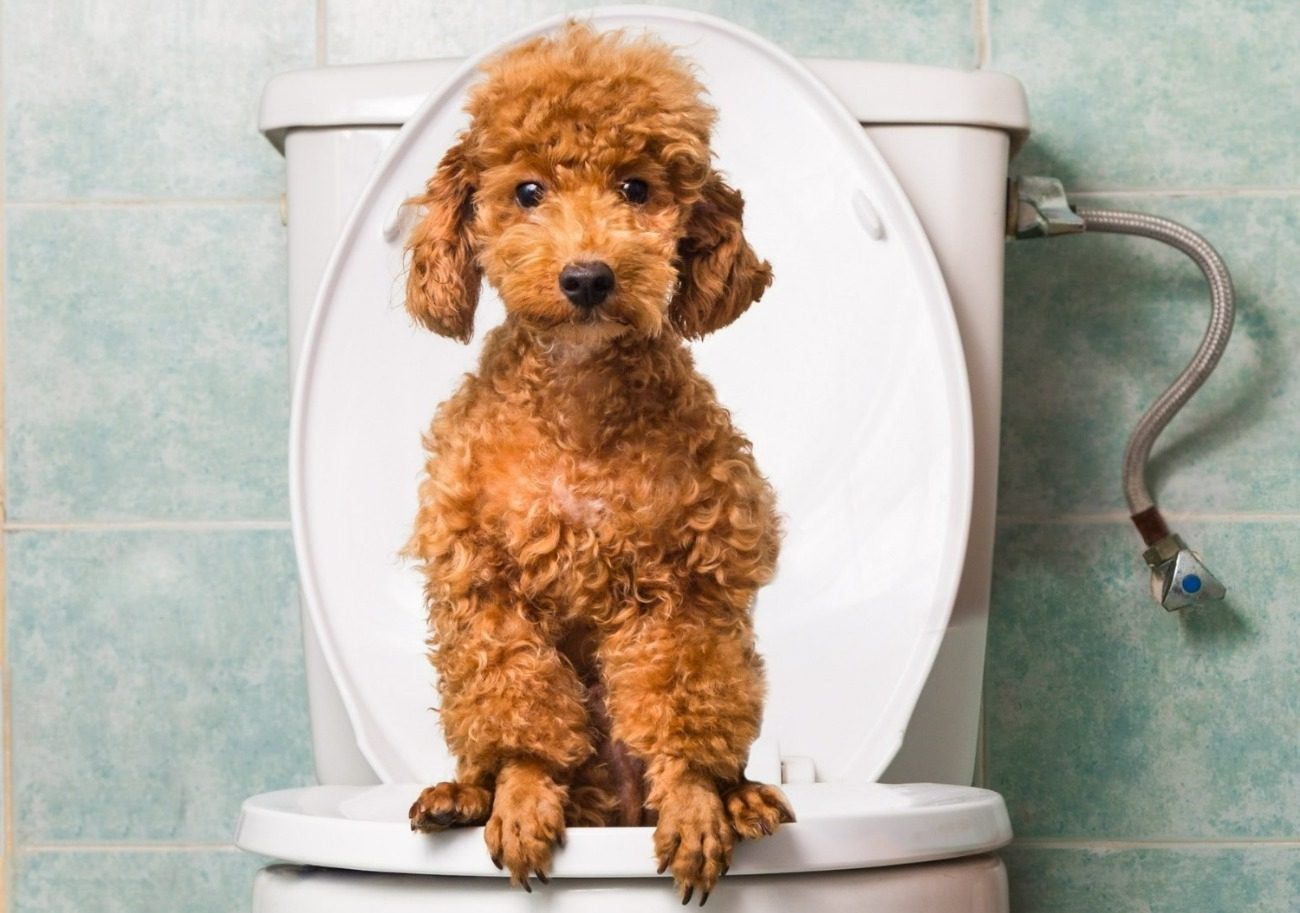 Puppy on a toilet