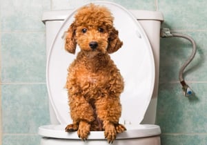 Puppy on a toilet