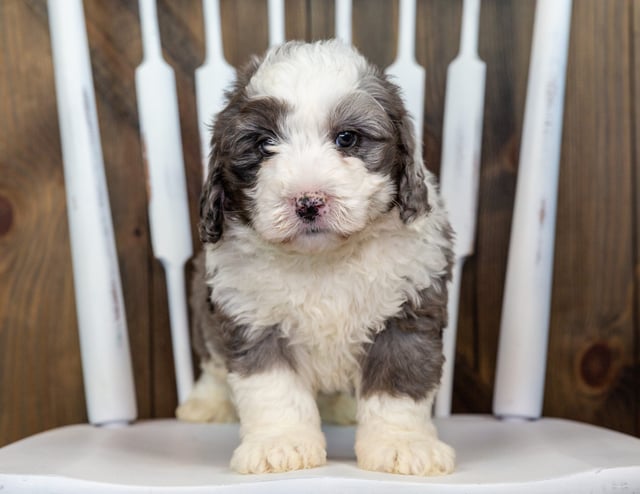 A picture of a Vert, one of our Mini Bernedoodles puppies that went to their home in California