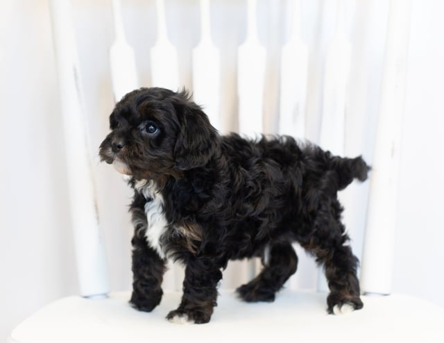 Norton is an F1 Cavapoo that should have  and is currently living in Minnesota