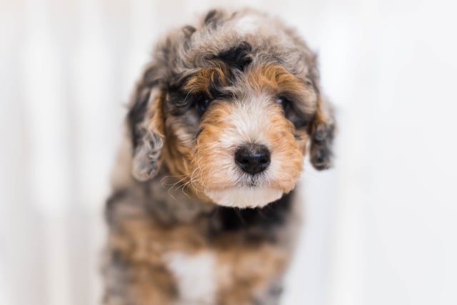Another great picture of JoJo, a Bernedoodles puppy