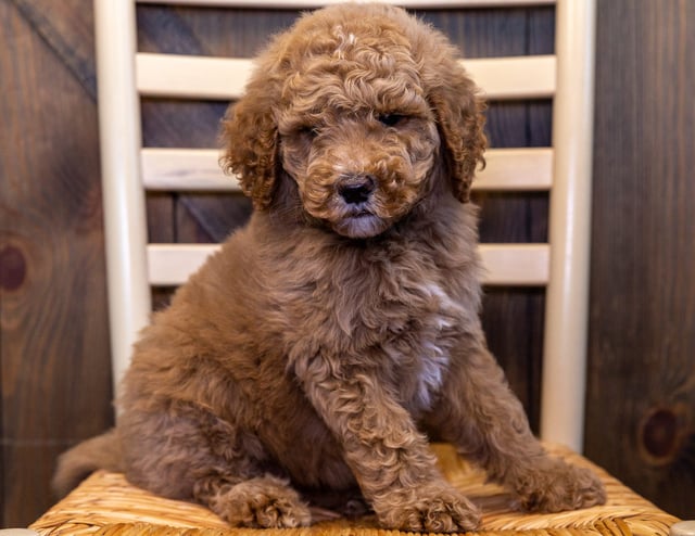 A picture of a Winnie, one of our Mini Goldendoodles puppies that went to their home in Illinois