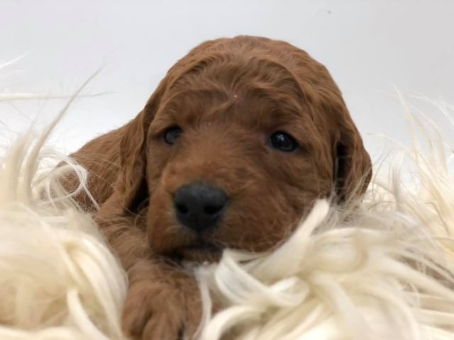 Hula was born on 12/07/2018