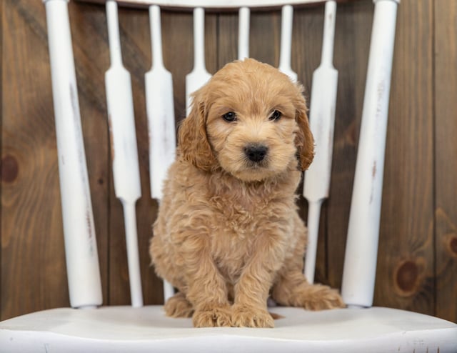 A picture of a Bosley, a gorgeous Mini Goldendoodles for sale