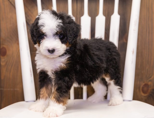 Trina is an F1 Bernedoodle that should have  and is currently living in Iowa