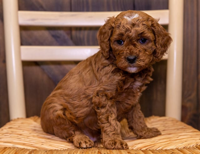 A picture of a Baxter, one of our Mini Goldendoodles puppies that went to their home in Iowa