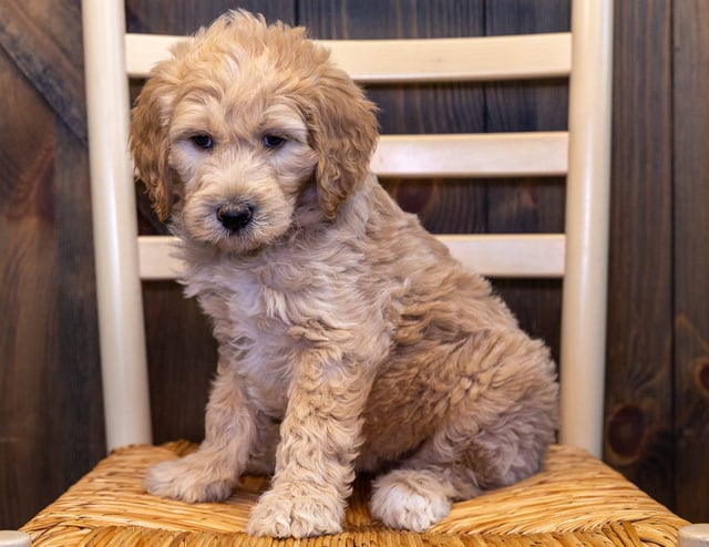 Yasmin is an F1B Goldendoodle that should have  and is currently living in Nebraska