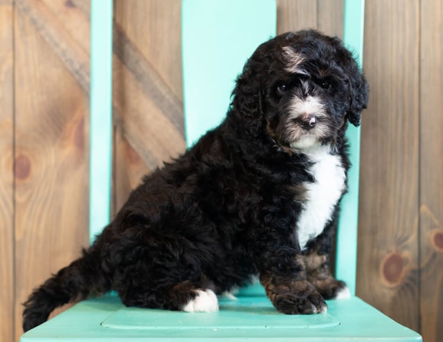 Ace came from Kiaya and Ace's litter of F1 Bernedoodles