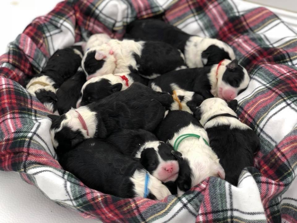 A litter of  Sheepadoodles raised in Iowa by Poodles 2 Doodles