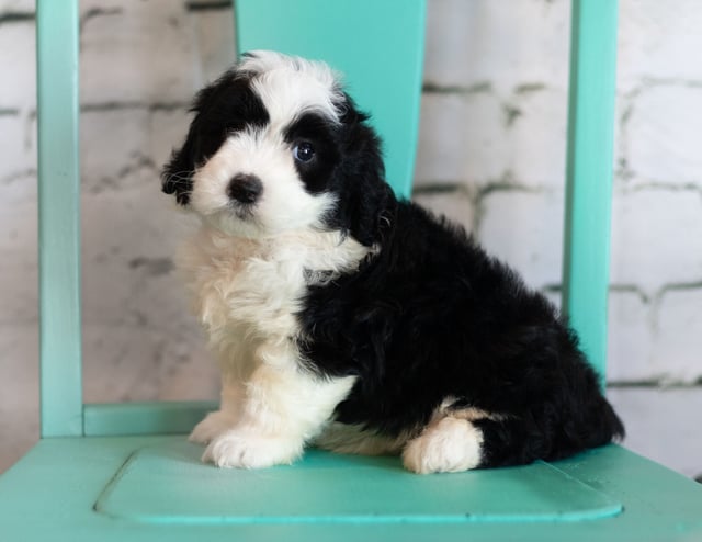 Sheepadoodles bred in in Iowa by Poodles 2 Doodles