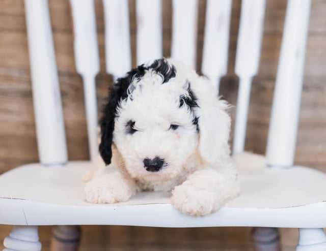 A picture of a Blair, one of our Mini Sheepadoodles puppies that went to their home in California