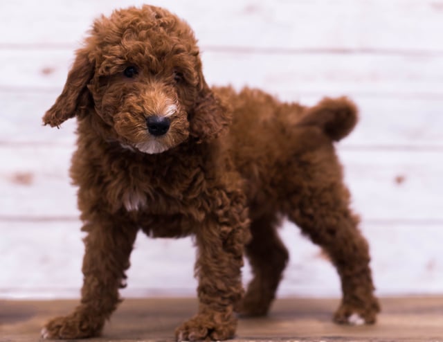 Ghost is an F1B Goldendoodle for sale in Iowa.