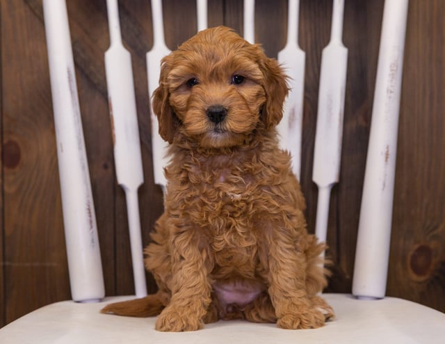 Jayde is an F1 Goldendoodle that should have  and is currently living in South Dakota