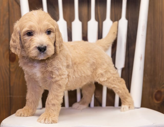 Skip is an F1 Goldendoodle that should have  and is currently living in Nebraska