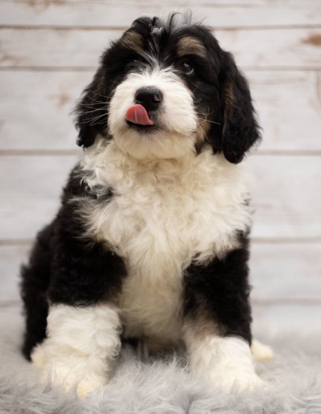 Ice came from Kiaya and Bentley's litter of F1 Bernedoodles