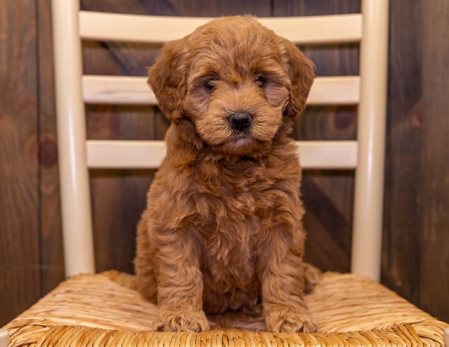 Dolly came from KC and Reggie's litter of F1 Goldendoodles