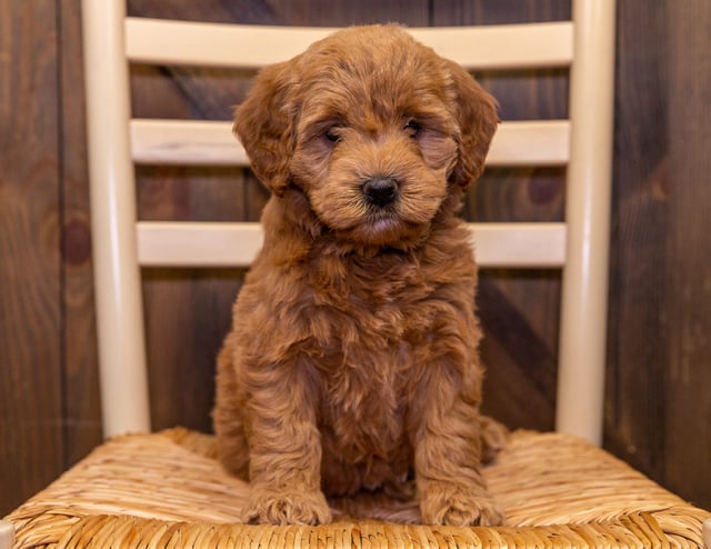 Learn more about Goldendoodles on our blog