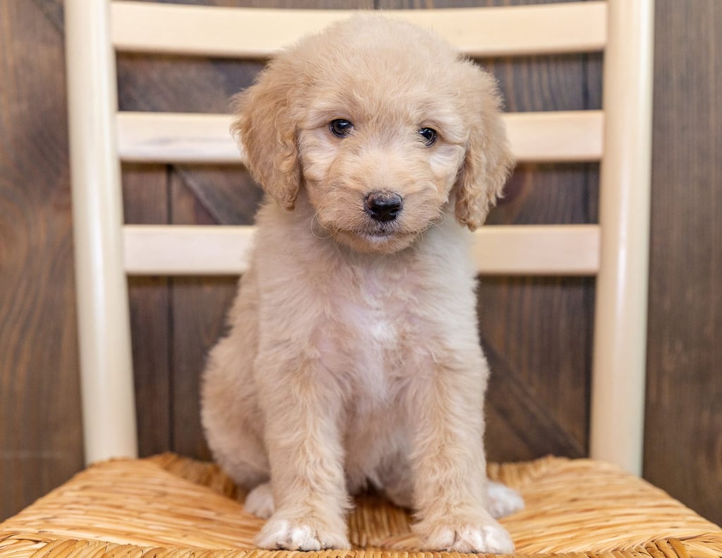Quixi came from Sassy and Scout's litter of F1 Goldendoodles
