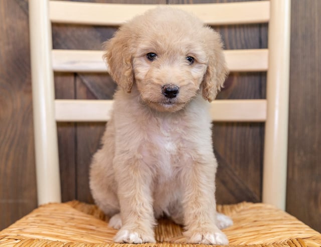 A litter of Standard Goldendoodles raised in Iowa by Poodles 2 Doodles