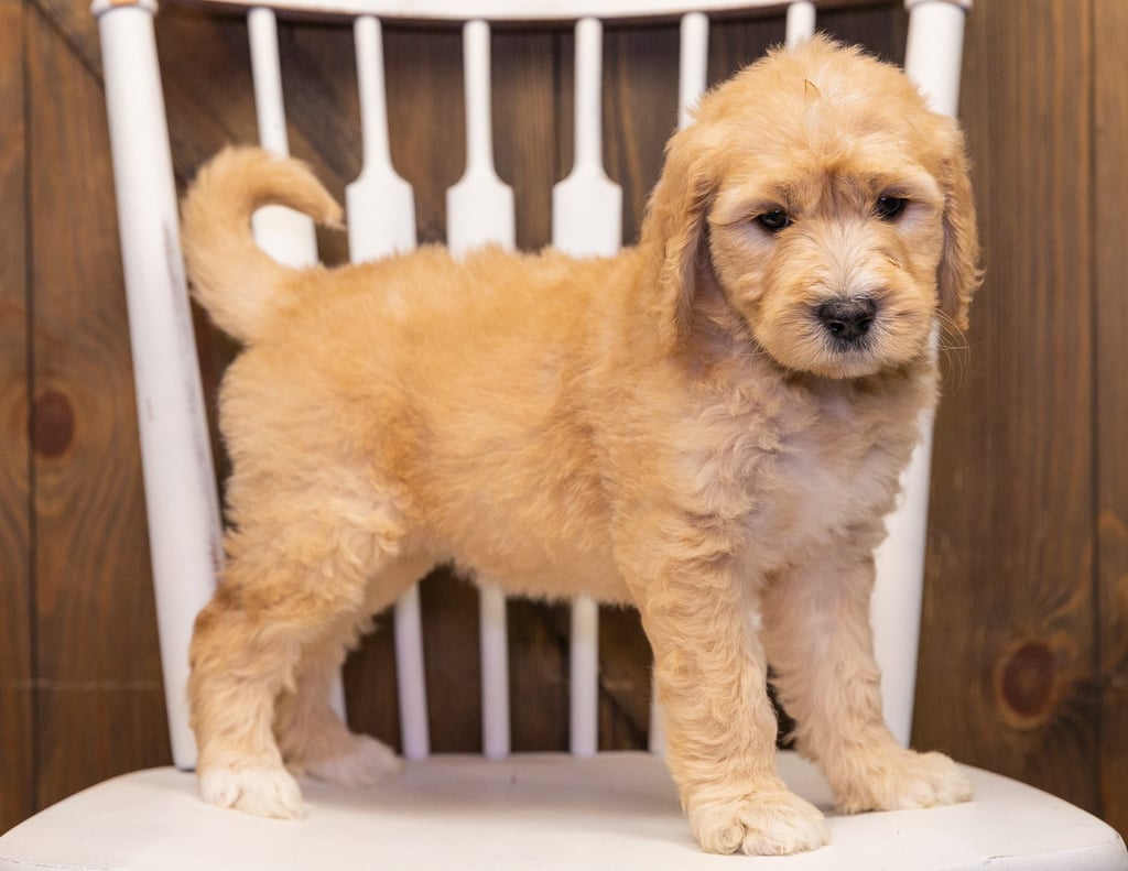 A picture of a Sandy, one of our Standard Goldendoodles puppies that went to their home in Wisconsin