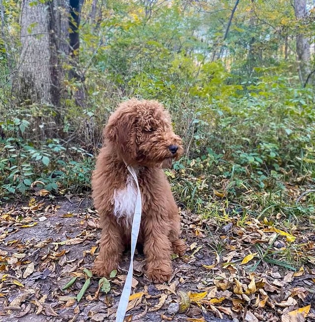 A picture of a Webber, one of our Mini Goldendoodles puppies that went to their home in Missouri