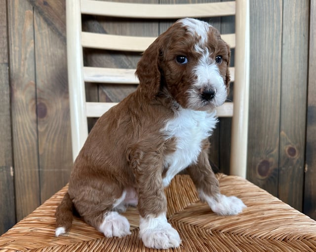 Flax came from Zella and Scout's litter of F1B Goldendoodles