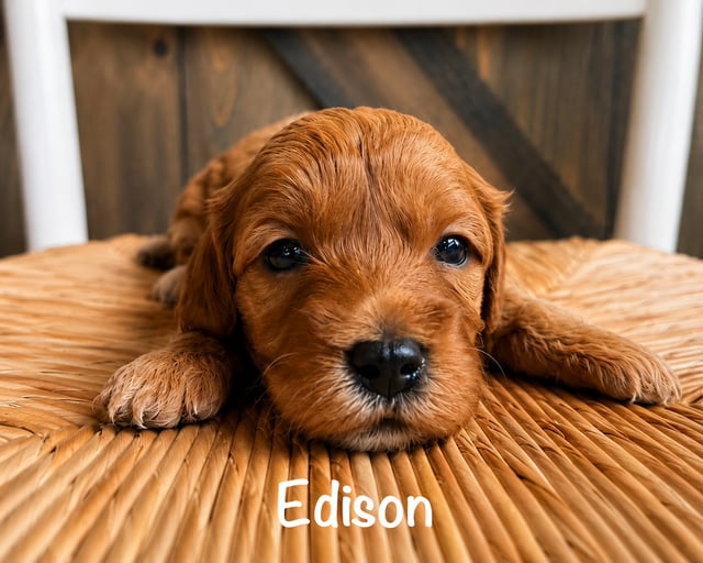 A picture of a Edison, a gorgeous Mini Goldendoodles for sale