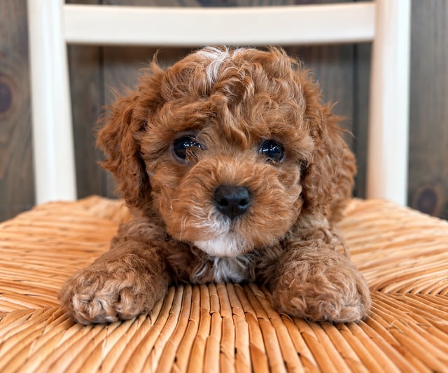 A picture of a Graham, a gorgeous Petite Cavapoos for sale