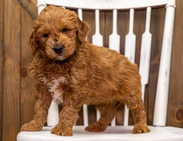 A picture of a Yule, a gorgeous Mini Goldendoodles for sale