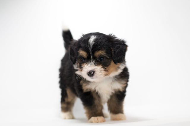 A picture of a Fredi, a gorgeous Mini Bernedoodles for sale