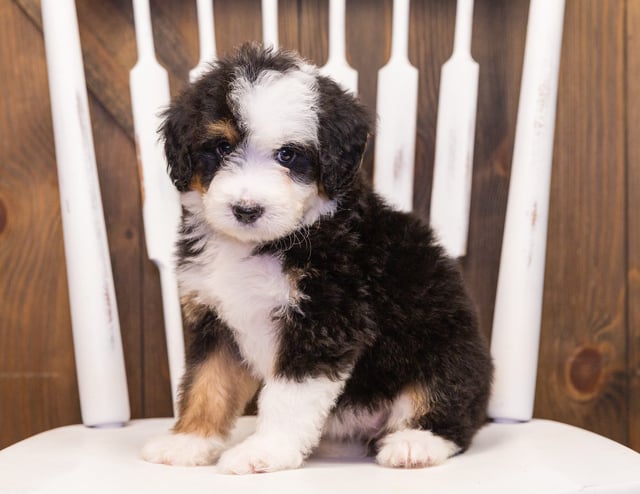 Tessa is an F1 Bernedoodle that should have  and is currently living in Massachusetts