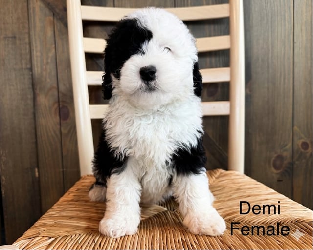 A picture of a Demi, a gorgeous Mini Sheepadoodles for sale