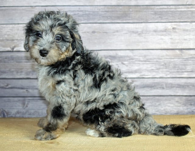 Winnie came from Winnie and Ozzy's litter of F1B Bernedoodles
