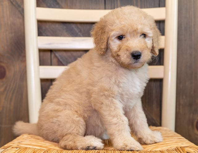 A picture of a Quinn, one of our Standard Goldendoodles puppies that went to their home in Nebraska