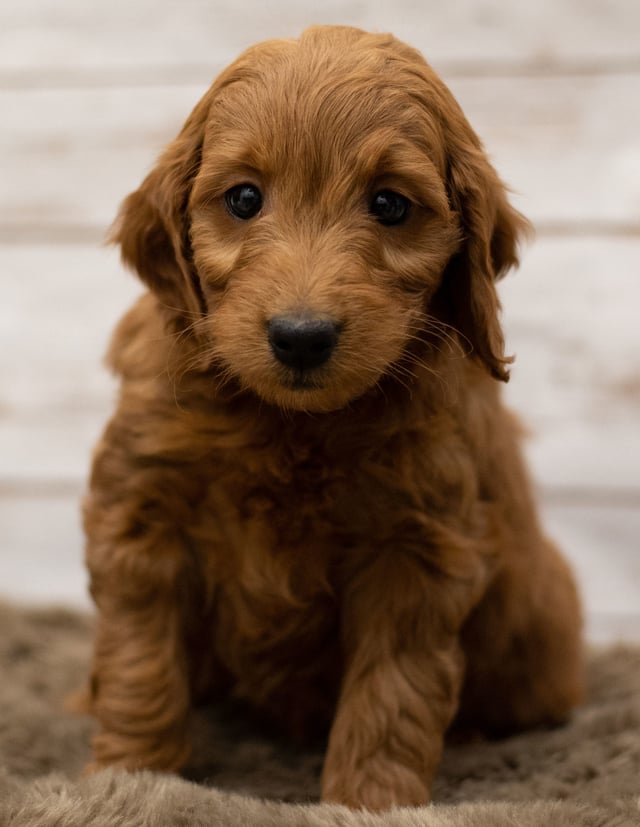 Another great picture of Holly, a Goldendoodles puppy