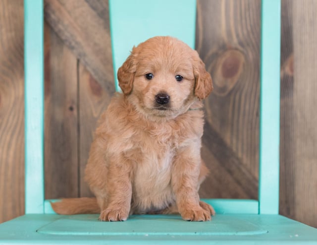 A picture of a Fini, one of our Mini Goldendoodles puppies that went to their home in New Jersey