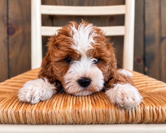 A picture of a Frankie, a gorgeous Petite Cavapoos for sale