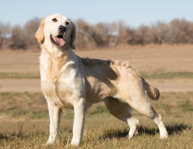 A picture of one of our Golden Retriever mother's, KC.