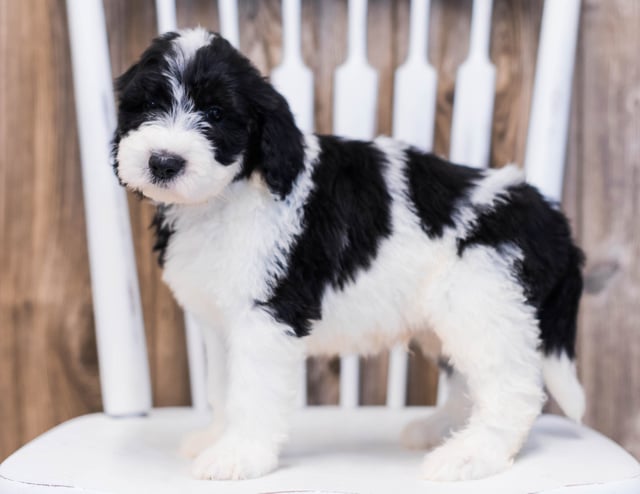 Elli is an F1 Sheepadoodle that should have  and is currently living in New Hampshire